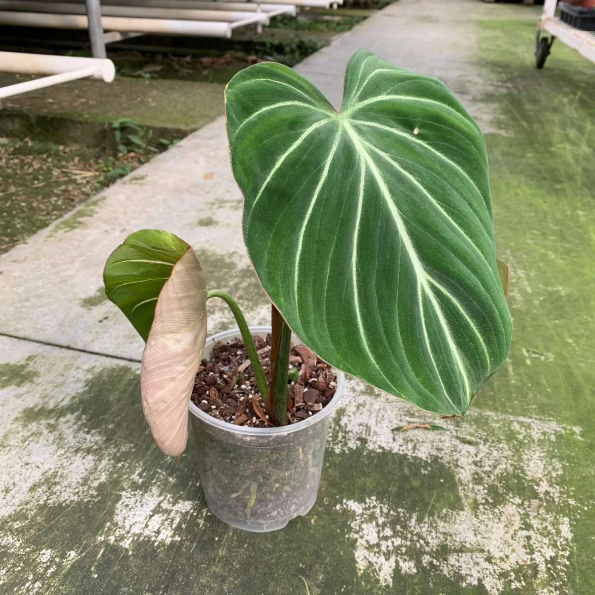 Philodendron gloriosum „white veins“ - A | Philodendron | Plants | We ...