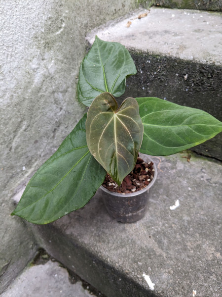 Anthurium papillilaminum x Goliath / Darkest Panama