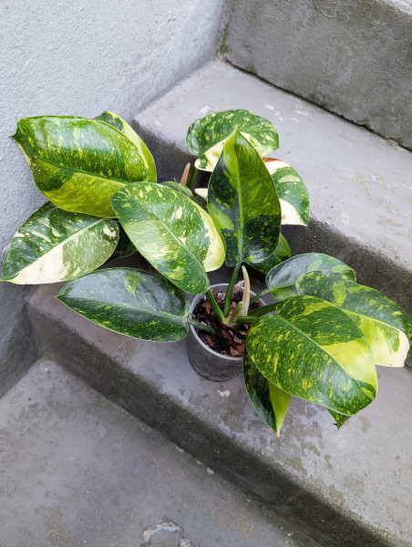 Philodendron Green Congo variegata - big