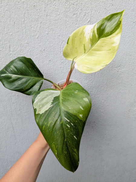 Philodendron White Princess 'Green Tricolor' - B