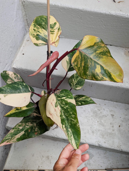 Philodendron Strawberry Shake big - D