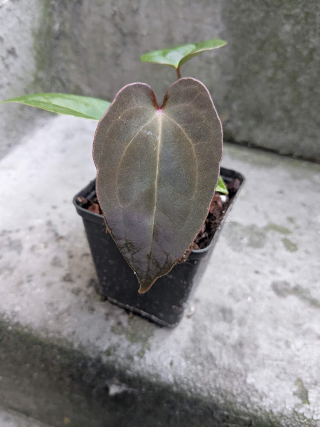 Anthurium Black Sweet self x Red Spider - selected Seedling F