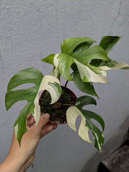 Rhaphidophora tetrasperma variegata - A