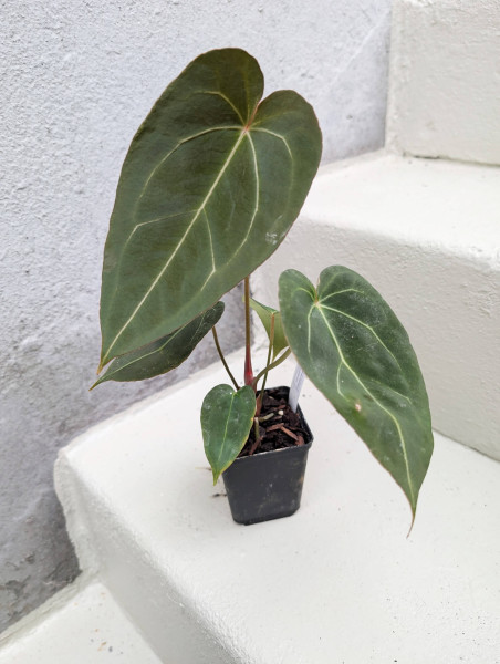 Anthurium Black Sweet self x Red Spider - selected plant I