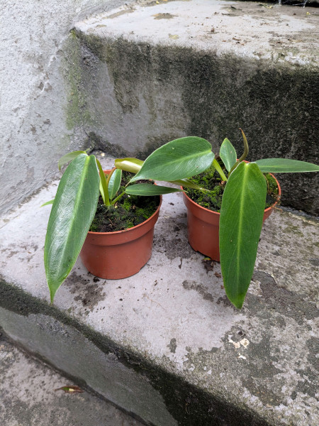 Philodendron Spiritus sancti - small