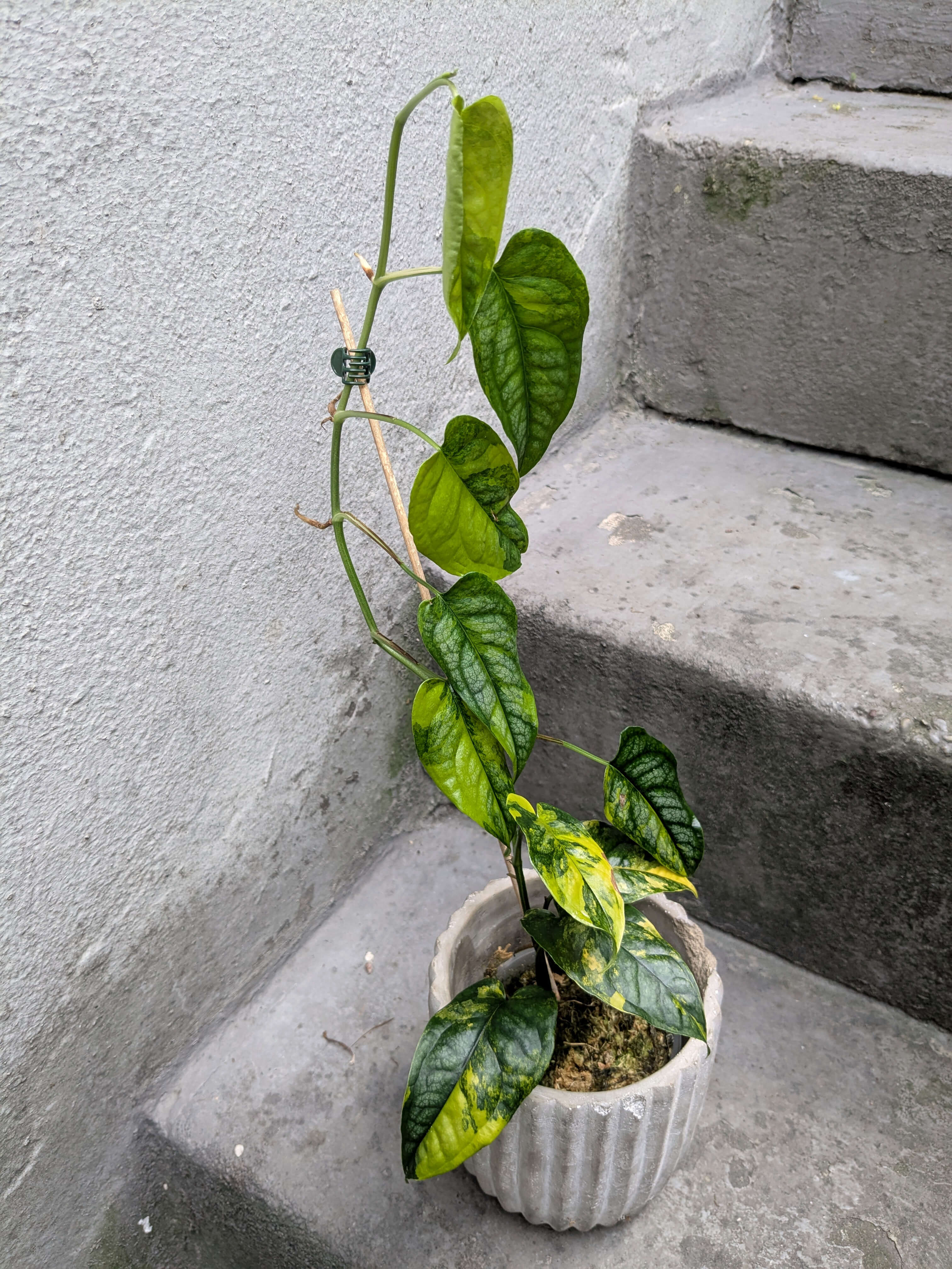 Monstera siltepecana variegata - F | Variegated Plants | Plants | We Love  Aroids
