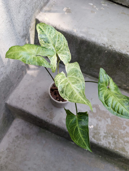 Syngonium Batik variegata - D