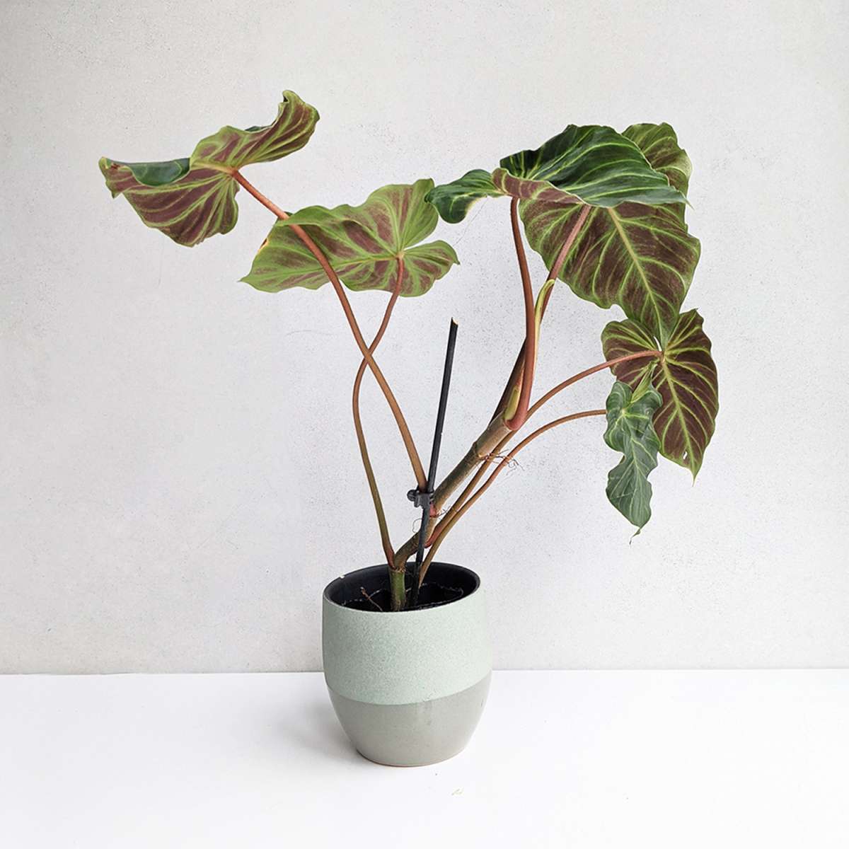 Philodendron verrucosum rojo  large | Philodendron | Plants | We Love  Aroids