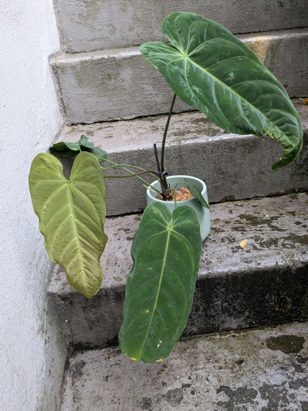 Anthurium metallicum - A
