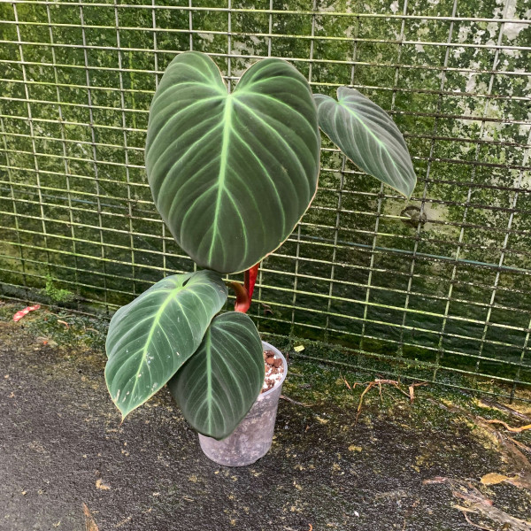 Philodendron El Choco Red / rubrijuvenilum – C