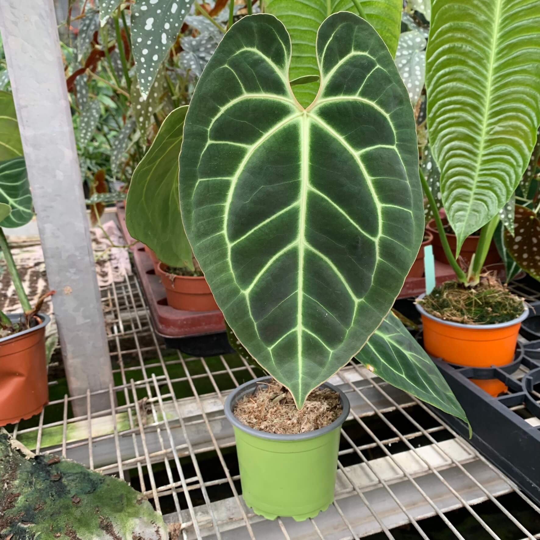 Anthurium besseae aff silver - A | Anthurium | Plants | We Love Aroids