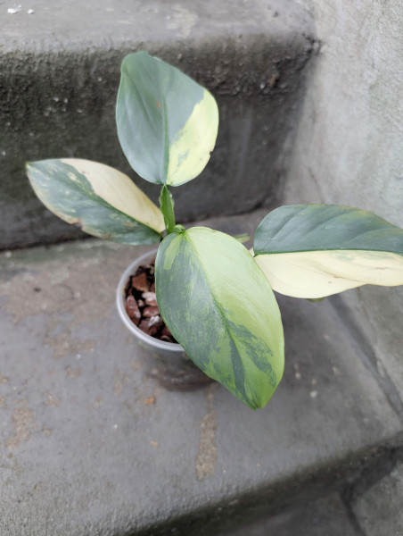 Philodendron Silver Sword variegata small - A