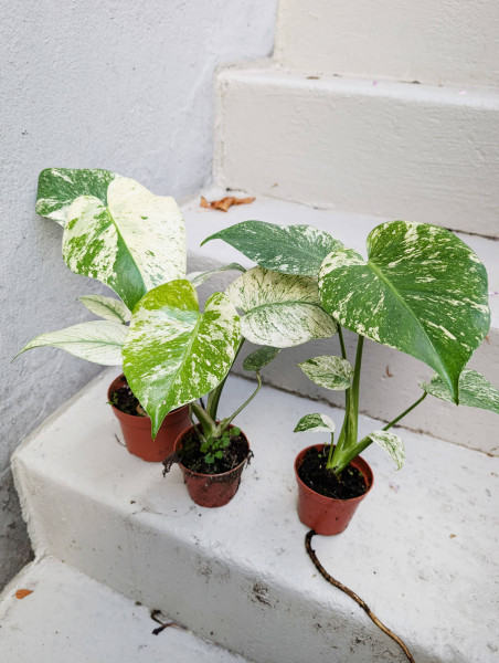 Monstera White Monster - small