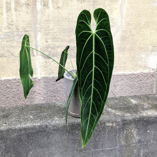 Anthurium warocqueanum – XL