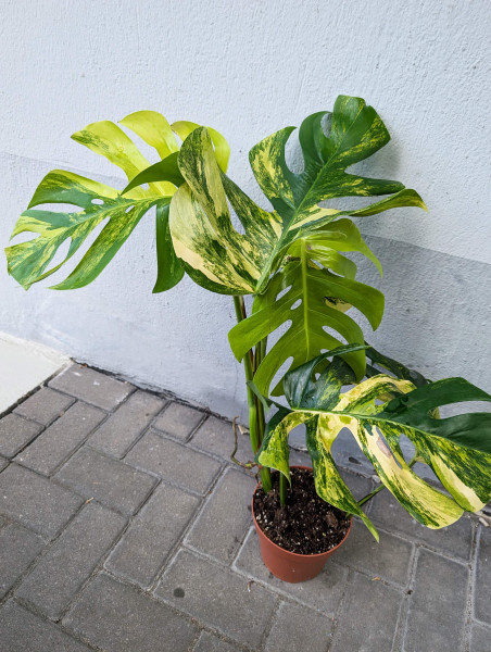 Monstera aurea variegata - A