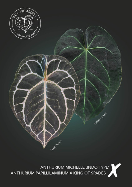 Anthurium Michelle 'Indo Hybrid' x (papillilaminum x King of Spades)
