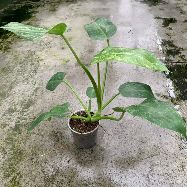 Philodendron Jose Buono - Big | Philodendron | Plants | We Love Aroids