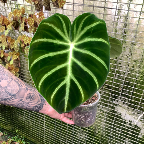 Philodendron luxurians – Big – A