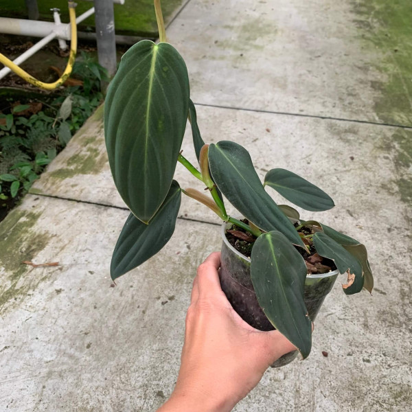 Philodendron gigas - B