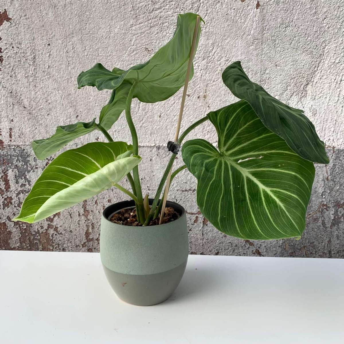 Philodendron gloriosum „white veins“ - C | Philodendron | Plants | We ...