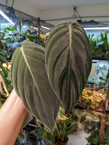 Philodendron gigas XL - Stemcut