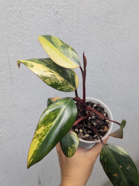 Philodendron Strawberry Shake small - C