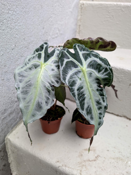 Alocasia Venom