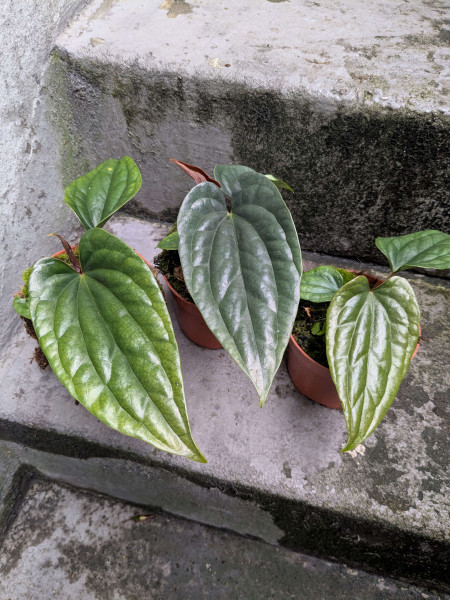 Anthurium luxurians x nirgolaminum gigi