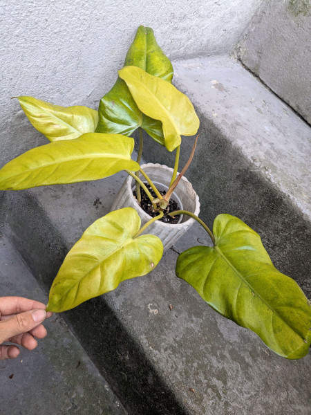 Philodendron Strawberry Golden