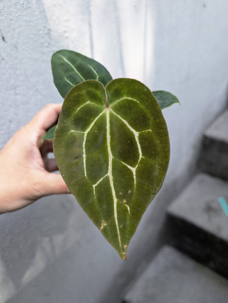 Anthurium Michelle x forgetii or papillilaminum X1 - selected Seedling C
