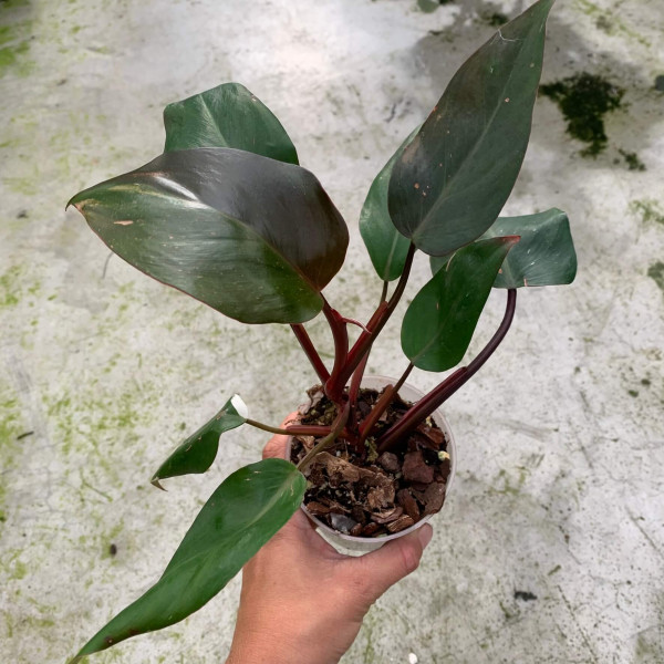 Philodendron Red Anderson variegata