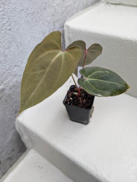Anthurium Black Sweet self x Red Spider - selected plant C