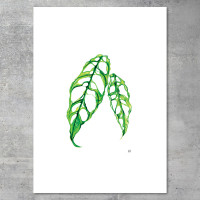 We love Aroids x JB Botanical Arts „OBLIQUA“ 50x70cm - 150g fine art print