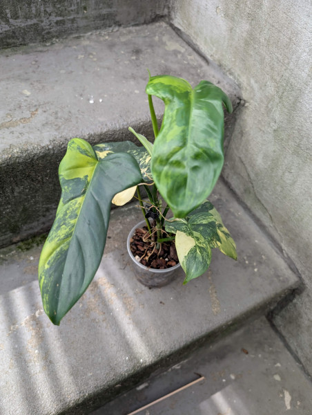 Philodendron bipennifolium variegata - B