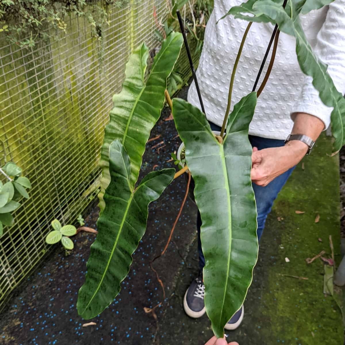 Philodendron billietiae x atabapoense | Philodendron | Plants | We Love ...