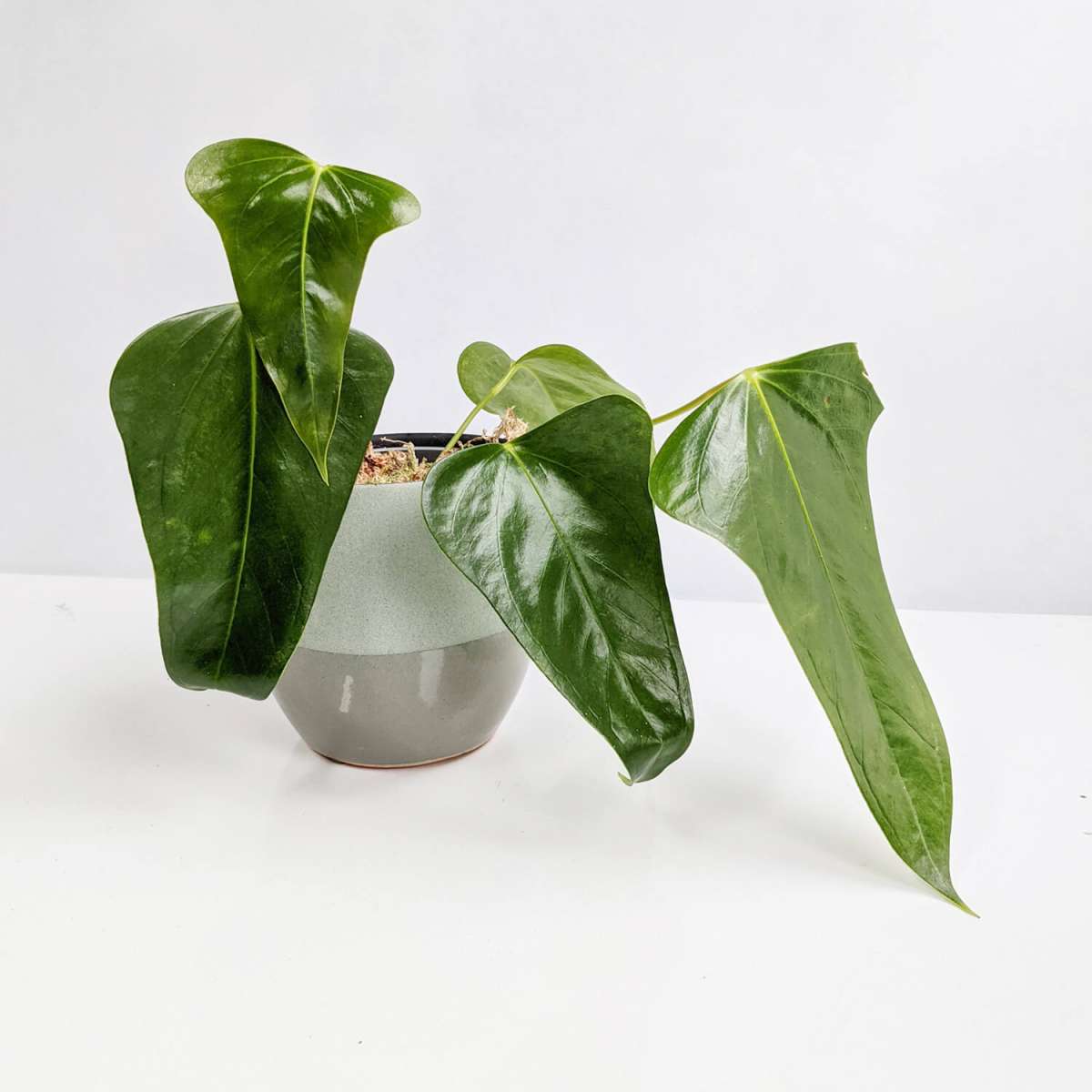 Anthurium Subsignatum | Anthurium | Plants | We Love Aroids