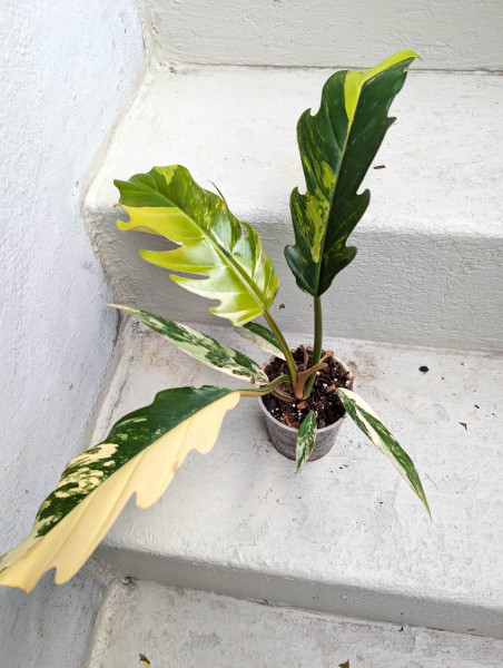 Philodendron Caramel Marble - D
