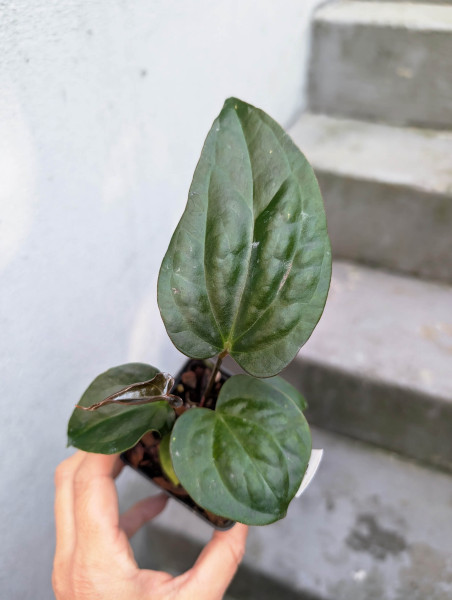 Anthurium sp napo x crystallinum - selected Seedling B