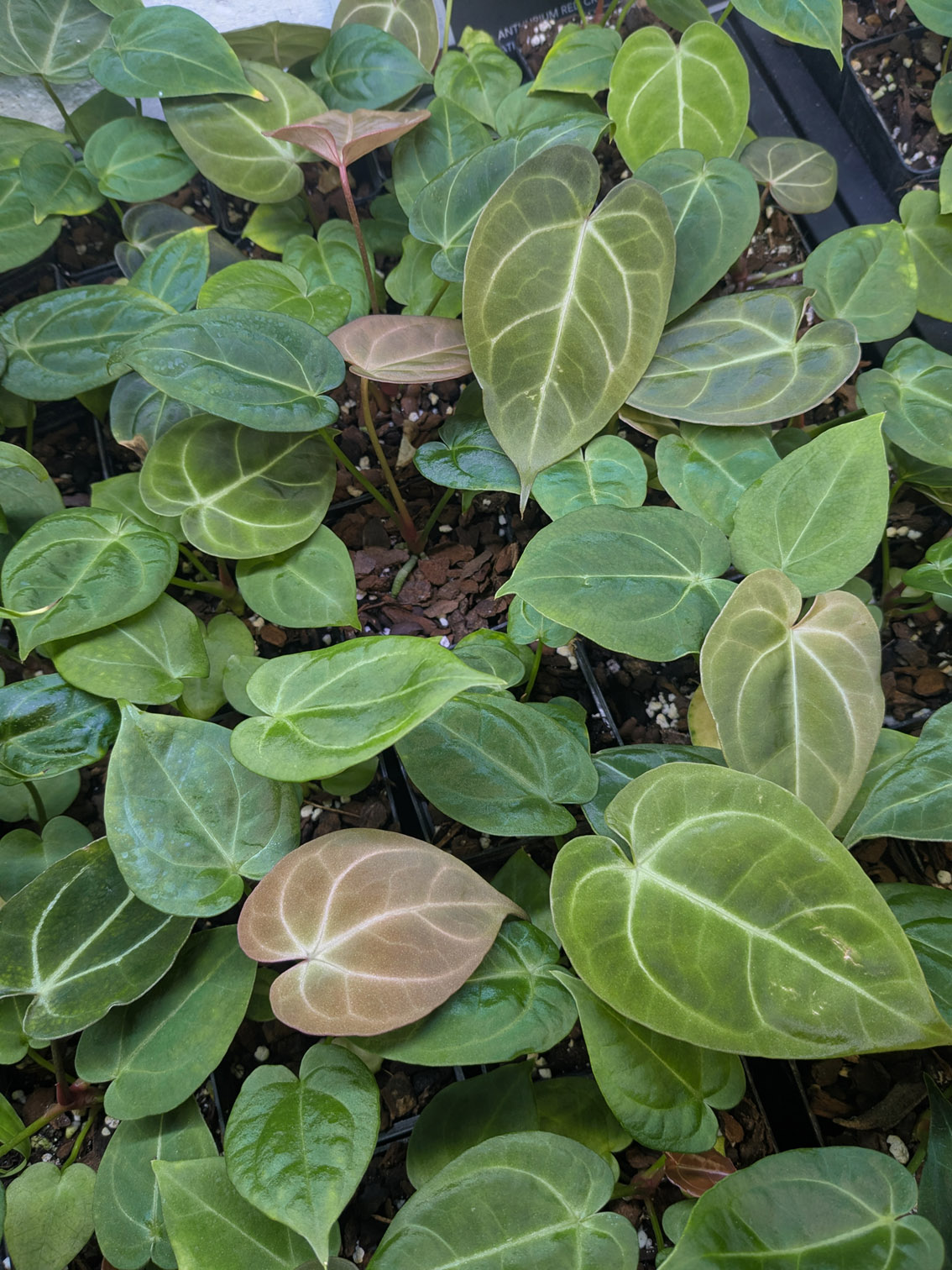 Anthurium (Red crystallinum NSE x KoS) x (Goliath/Darkest Panama x