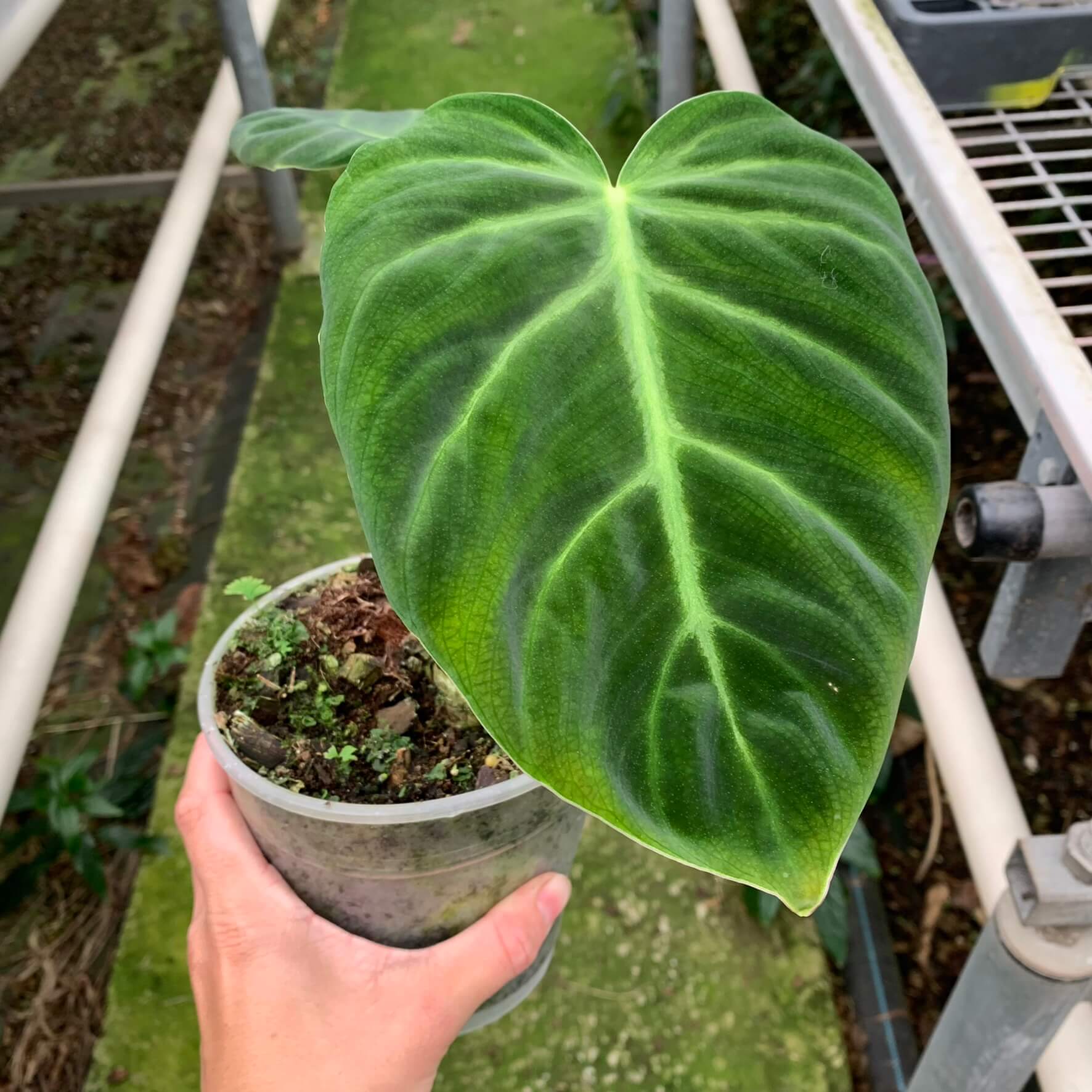 Philodendron Luxurians small | Philodendron | Plants | We Love Aroids