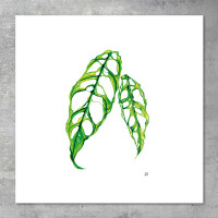 We love Aroids x JB Botanical Arts „OBLIQUA“ 40x40cm - 300g fine art print