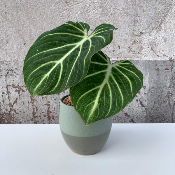 Philodendron gloriosum „White Veins“ small - A1