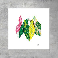 We love Aroids x JB Botanical Arts „SYNGONIUM TRIO“ 30x30cm - 300g fine art print