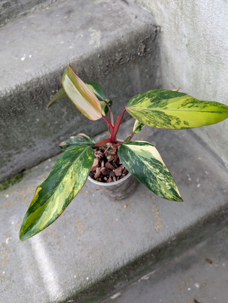Philodendron Strawberry Shake - B