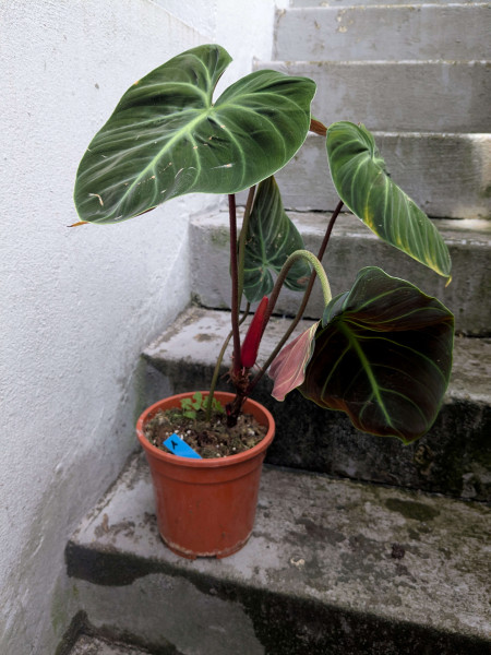 Philodendron el choco red XL - A