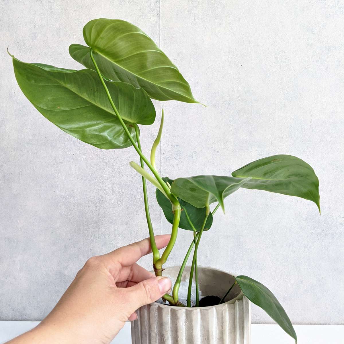 Philodendron Esmeraldense 