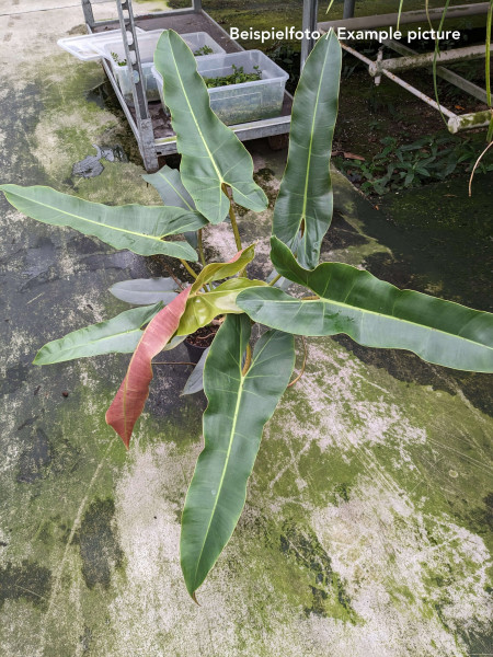 Philodendron atabapoense - XL