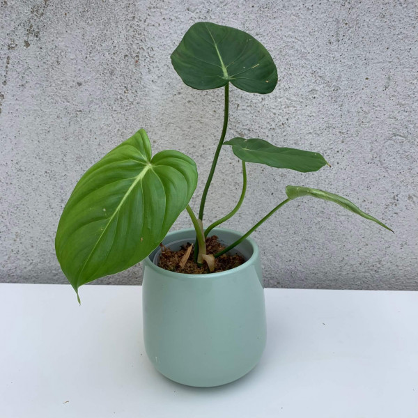 Philodendron MC Dowell - small
