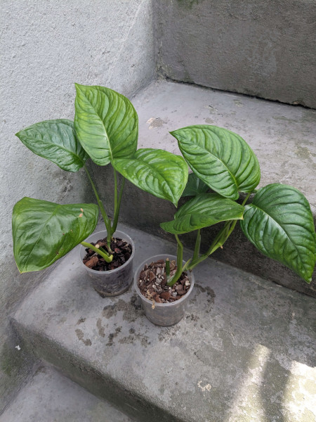 Monstera obliqua tamarindo