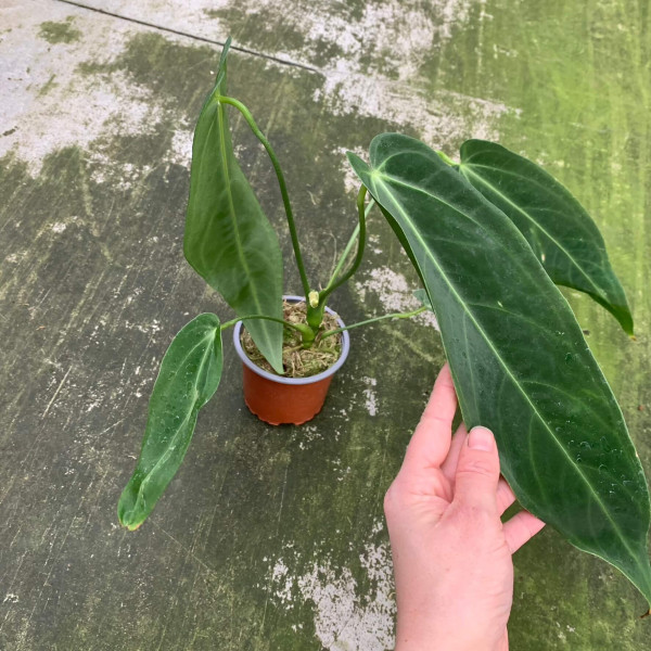 Anthurium warocqueanum x waterburyanum | Anthurium | Plants | We Love ...